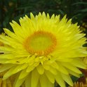 Helichrysum bracteatum 'Flore Pleno jaune citron' fleur